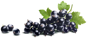 Schwarze Johannesbeeren